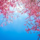 예래 본향당 이미지