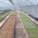 영우농장 이미지