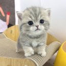 인천고양이분양 테디럽 이미지