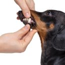 해밀동물병원 이미지