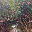 제주 힐링하우스 이미지