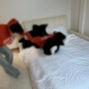 메종드로즈 이미지