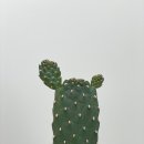 일상선물 이미지