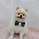 펫피파니 이미지