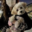 살롱드 펫 이미지