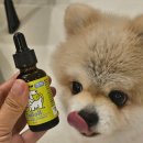 팜앤파우 Tail Oil 11살 테리에게 딱 199% 국산 원료 반려견 전용 오일 추천