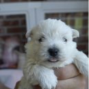 오픈주 하남스타필드점 이미지