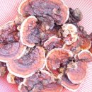 장수버섯 이미지