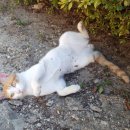 오룡 동물병원 이미지