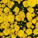 웰빙트리(주) | 인제가을꽃축제장, 2025년 가을 여행 필수 코스 추천