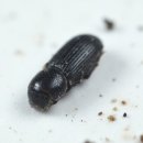 개미통나무 이미지