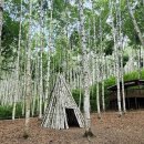 빛-자작나무 이미지