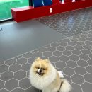 함개하자냥 | 대구 달서구 애견카페 미용 함개하자냥 두번째 방문