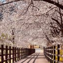 보현산댐 하류공원 공원화장실 | 영천댐 벚꽃백리길 드라이브 코스 하류공원 산책