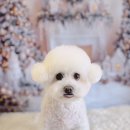 낼름&애견샵 이미지