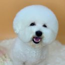 청담동물병원애견미용실 이미지