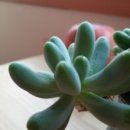 꼴짝농장 | 영양 아지매 장터 오픈을 알리기위한 시래기 이벤트 후기