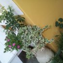 강화배꽃집 이미지