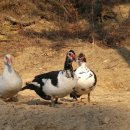 동녁골 농장 이미지