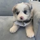 오독안심분양센터 강아지분양 고양이분양 광주점 이미지