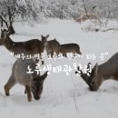 노루생태관찰원 이미지