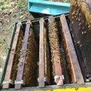 천열농장 | 푸꾸옥 쇼핑 내가 만든 쇼핑리스트(야시장, 킹콩마트, 벌꿀농장) 그저 따라오라규~