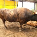 아산칡소영농조합법인 이미지