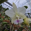 Cattleya walkeriana var albescens (suave) AAAA 이미지