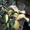 동백농원 이미지