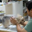 나나리펫하우스 이미지