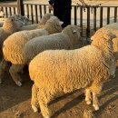 우진팜스 | 안성팜랜드 아기랑 황화코스모스 인생샷 찍기, (10/31일 기준)