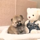 일산요미독강아지분양