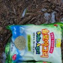 산마늘 농사, 왜 뿌릴까? 실제 작업 후기