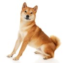 이누(Inu)
