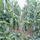 진들농장 이미지