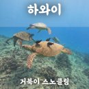 하와이 거북이 스노클링 마이리얼트립 예약 후기(+할인쿠폰)