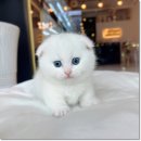 수원고양이전문분양 아임캣 (I'M CAT) | 보기만해도 사랑스러운 고양이 데몬렉스분양 천안고양이분양 퍼스트캣 본점