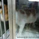 강남25시동물병원