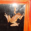 베트남 개구리 왕눈이 ^^ 이미지