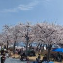 강정고령보 | 대구강정고령보 디아크 봄산책 벚꽃 나들이 후기