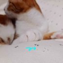 마이펫톡톡 이미지