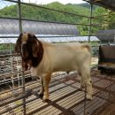 산양마루목장 이미지