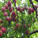 지천농협 하나로마트 이미지