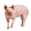 돼지집(안정돼지집) 이미지