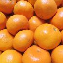 호도귤정원 이미지