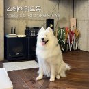 체크인독 | [강원도 홍천] ‘스테이위드독’ 독채 대형견 애견 동반 숙소