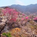 개화 | 2026 광양 매화축제 매화마을 실시간 개화 주차장 후기