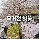 옥산초등학교 | 울산 무거천 벚꽃 명소 실시간 개화상황 무거동 벚꽃축제 주차