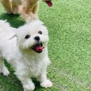 댕댕학당 이미지