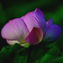 기장 정작가의작품 이미지